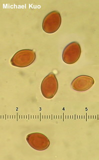Leucocoprinus Birnbaumii Figure 2